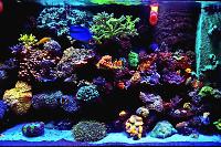 My Aquarium on November 9, 2022