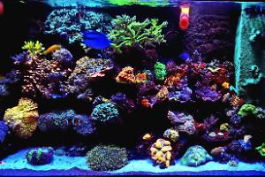 My Aquarium on November 9, 2022