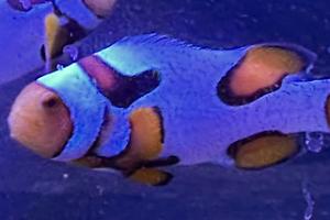 Bali Black Picasso Clownfish (Extreme) Thumbnail