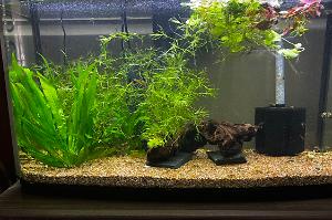 23 Gallon “A” Thumbnail