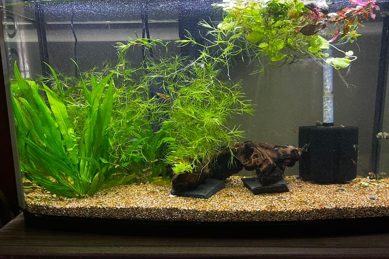 23 Gallon “A” Thumbnail