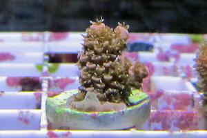 Acropora millepora Thumbnail