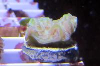 Merulina Coral Thumbnail