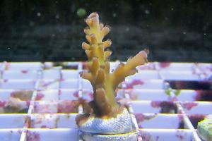 Staghorn Acropora Thumbnail