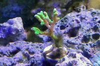 ORA Neon Green Anacropora Thumbnail