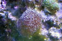 Galaxea Tooth Coral Thumbnail