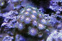 Daisy Cutter Zoas Thumbnail