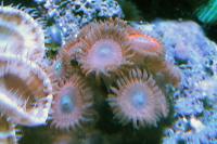 Red Magicians Zoas Thumbnail