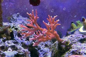 TNT Anacropora Thumbnail