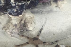 Brittle Sea Star Banded Thumbnail