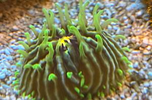 Plate coral Thumbnail