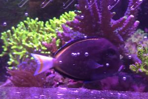 White Cheek (Gold Rim) Tang-Dead Thumbnail