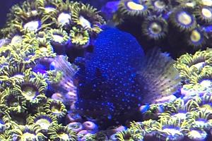 Starry Blenny Thumbnail