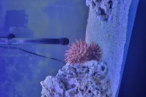 Rose Bubble Tip Anemone Thumbnail