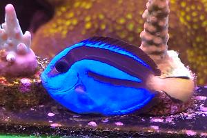 Biota Blue Hippo Tang Thumbnail