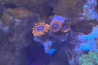 Lunar Eclipse Zoa Thumbnail