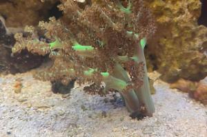 Green Kenya Tree Coral Thumbnail