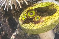 Fruit Loop Zoanthid Thumbnail