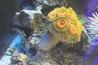 Eagle Eye Zoanthid Thumbnail