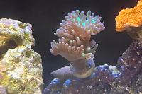 Duncan Coral Thumbnail