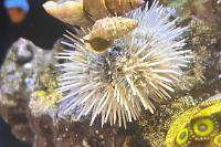 Pincushin Urchin Thumbnail