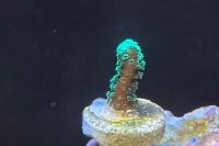 Stylophora Thumbnail