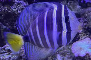 Sailfin Tang Thumbnail