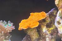 Scrolling Orange Montipora Thumbnail