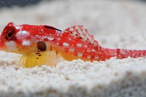 Flame / Scarlet Scooter Blenny Thumbnail