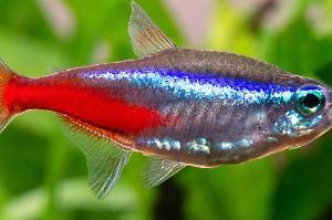 Neon Tetra Thumbnail