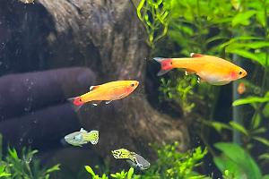 Gold White Cloud Mountain Minnows  Thumbnail