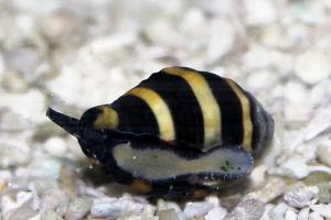 Bumblebee Snail Thumbnail