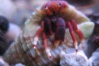 Hermit Crab Thumbnail