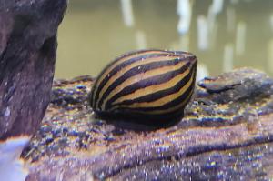 Nerite Snail Thumbnail