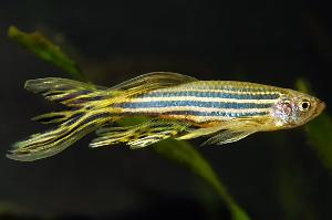 Longfin Zebra Danio Thumbnail