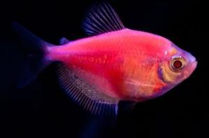 GloFish Black Tetra Thumbnail