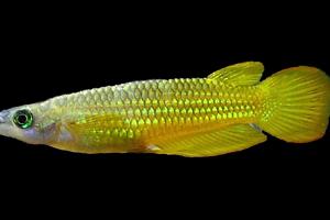 Golden Wonder Killifish Thumbnail