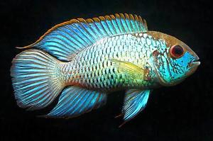 Electric Blue Acara Thumbnail