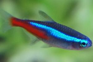 Neon Tetra Thumbnail