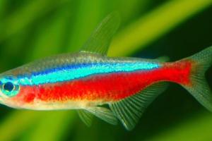 Cardinal Tetra Thumbnail