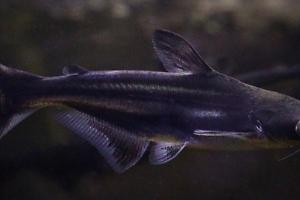 Black Shark Catfish Thumbnail