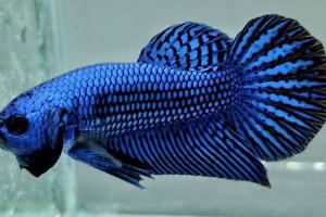 Blue Betta Fish Thumbnail