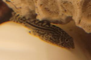 Butterfly Hillstream Loach Thumbnail