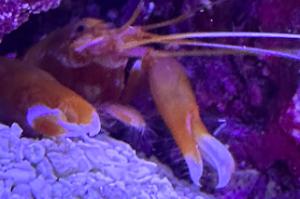 Pistol Shrimp Thumbnail