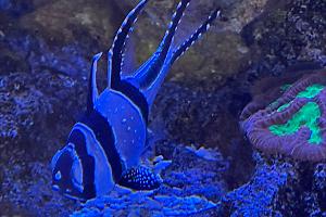 Banggai Cardinalfish Thumbnail