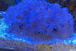 pulsing xenia coral Thumbnail