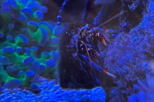 Blue leg hermit crab Thumbnail