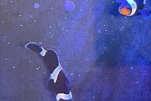 mocha clownfish Thumbnail