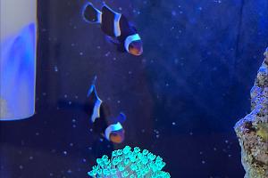 Mocha clownfish Thumbnail