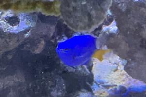 Yellow tail blue damsel Thumbnail